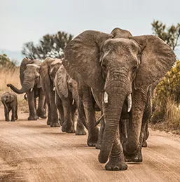 Elephants walking